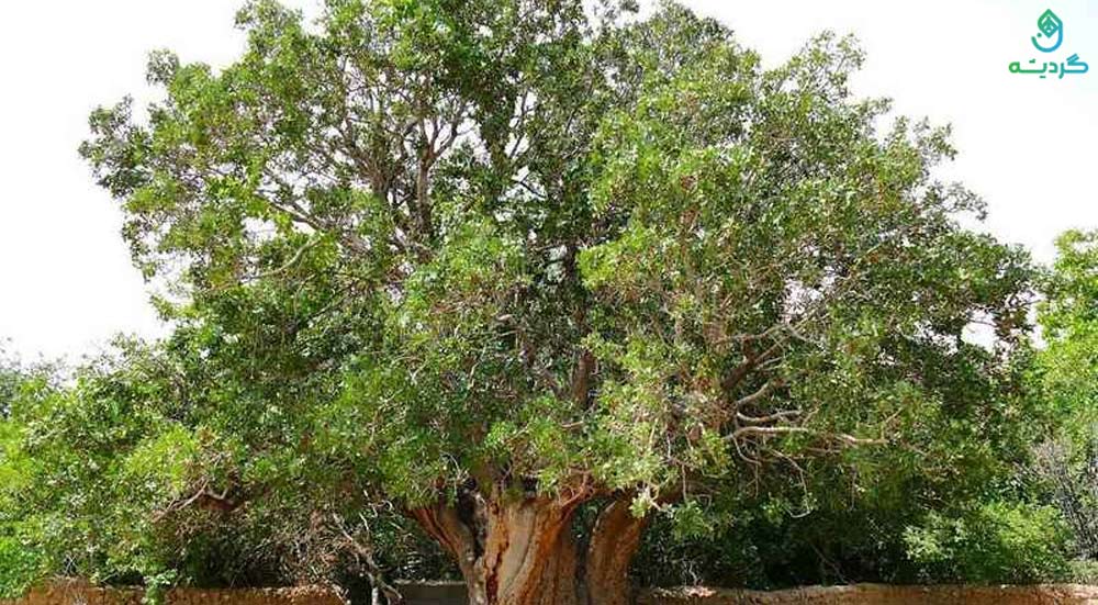 درخت پسته اودرج